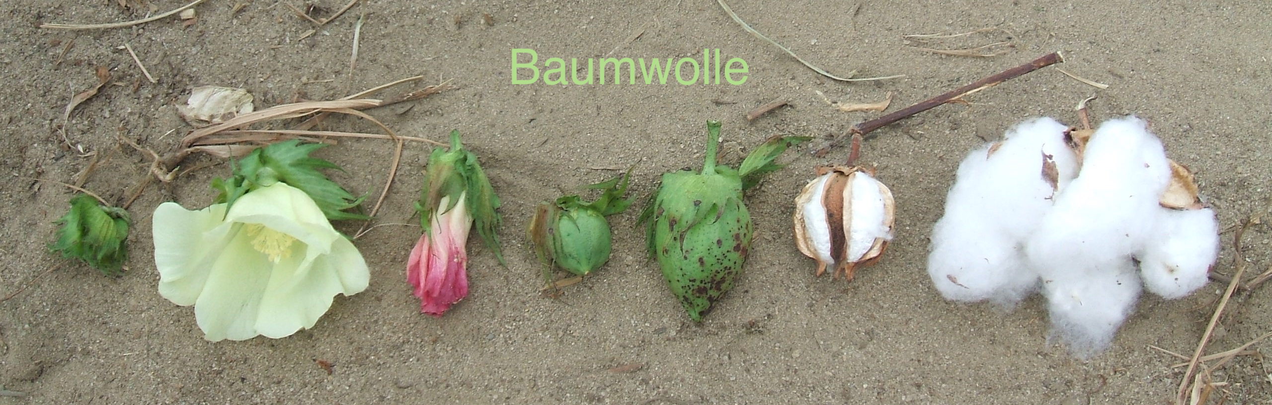 Baumwolle